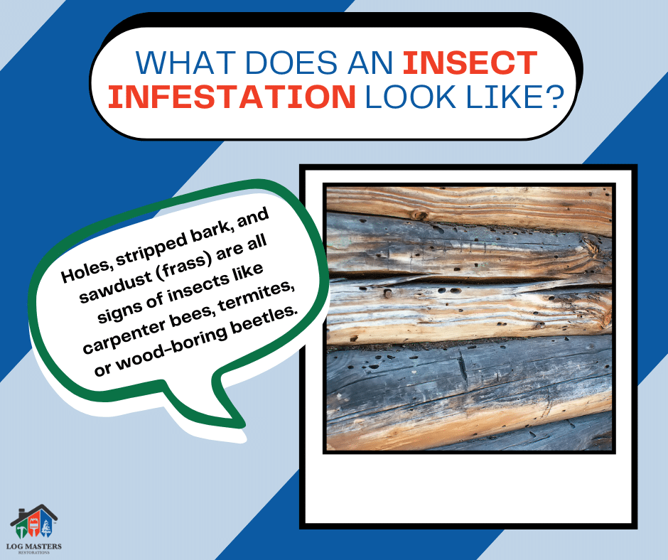 Example of Insects Eating Away at Log Home