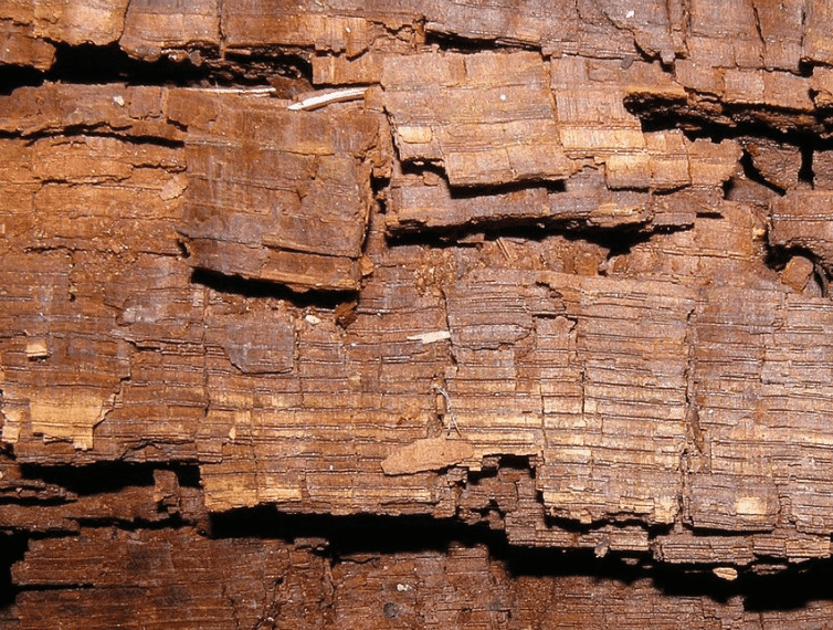 Cubical Brown rot on oak looks like it is crumbling. Picture taken from <a href=